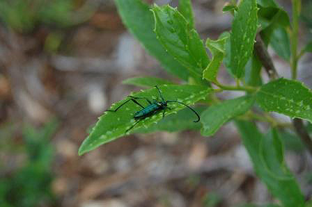 wild peach with insect