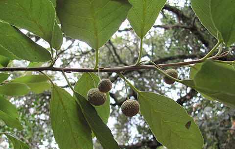 wild peach with seeds