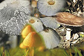 4 Mushroom Combination
