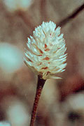 Alternanthera
