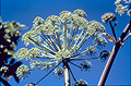 Angelica