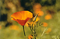 California Poppy