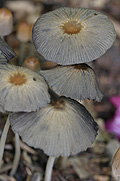 Coprinus Auricomus