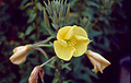 Evening Primrose