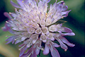 Field Scabious