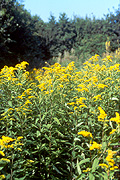 Goldenrod