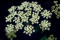 Ground Elder