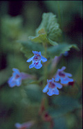 Ground Ivy