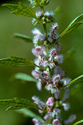 Motherwort