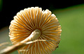 Mycena