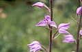 Orchid