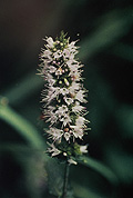 Peppermint