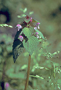 Red Henbit