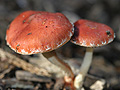 Redlead Roundhead
