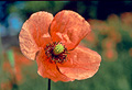 Red Poppy