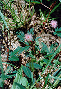 Sensitive Weed