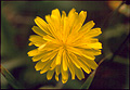 Smooth Hawksbeard