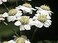 Sneezewort