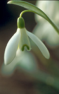 Snowdrop