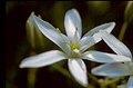 Star of Bethlehem