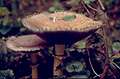 Giant Stropharia