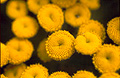 Tansy