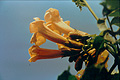 Trumpet Vine