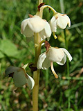 Wintergroen - Wintergreen