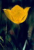 Yellow Star Tulip