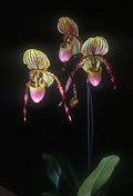 Paph. Helvetia - click to view larger image