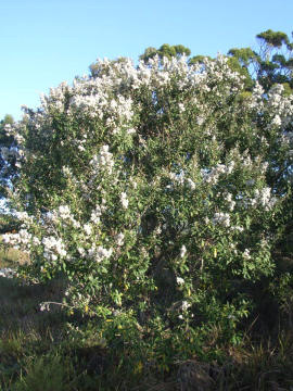 leleshwa essential oil