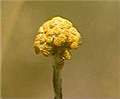 antiseptic bush