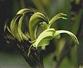 black kangaroo paw