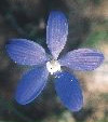 blue china orchid