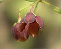 brown boronia
