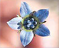 cape bluebell