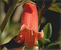 correa