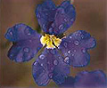 Dampiera