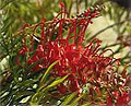 fuchia grevillea