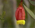 fuchia gum