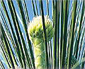 goddess grasstree