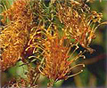 golden glory grevillea