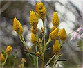 golden waitsia