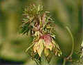 green rose