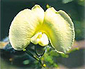 hairy yellow pea