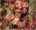 hops bush