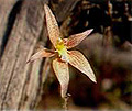 hybrid pink fairy cowslip orchid