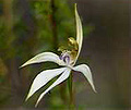 leafless orchid
