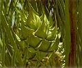macrozamia