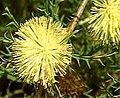 many headed dryandra